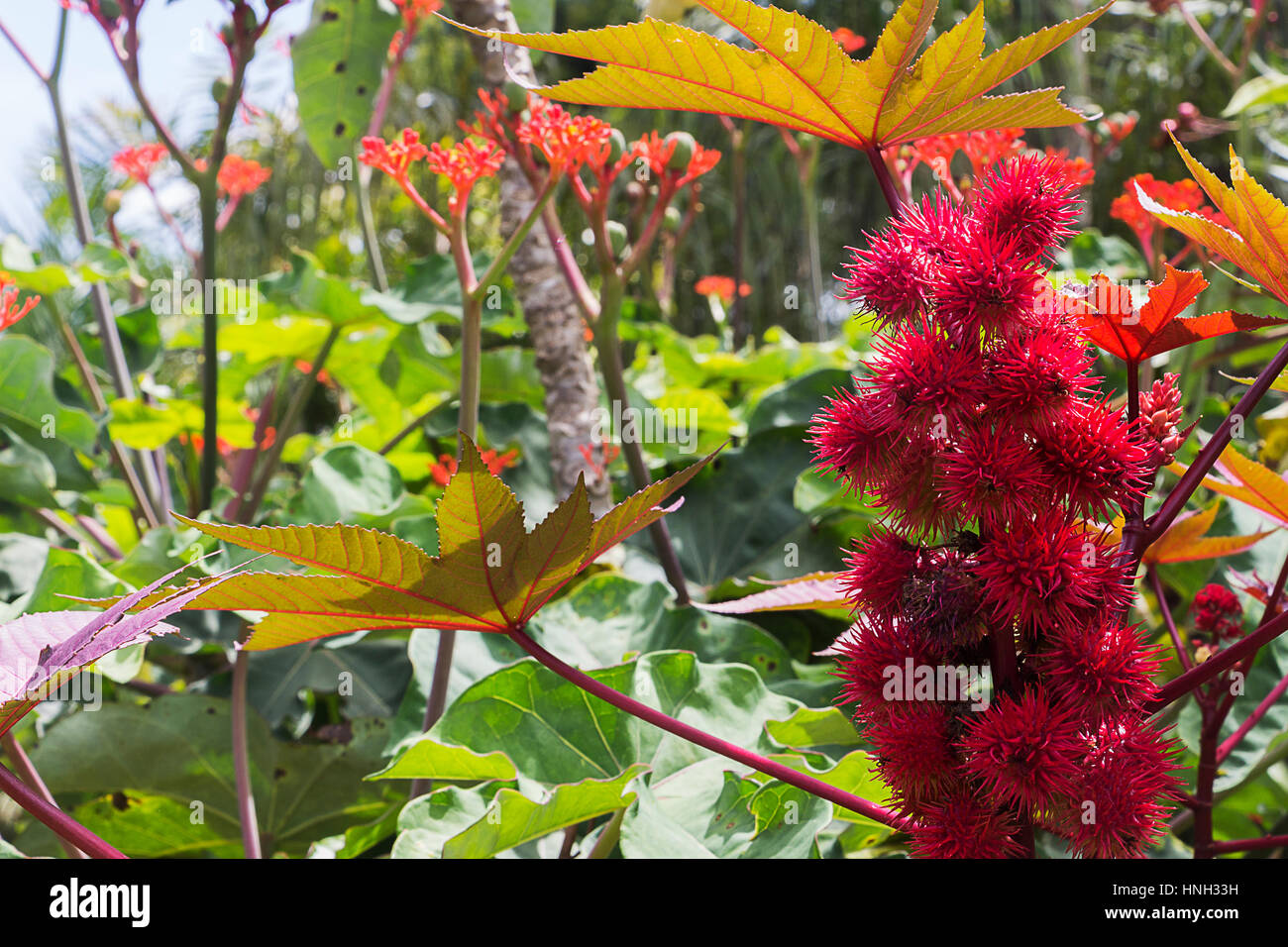 Fiori in Inhotim park - Brasile. Foto Stock