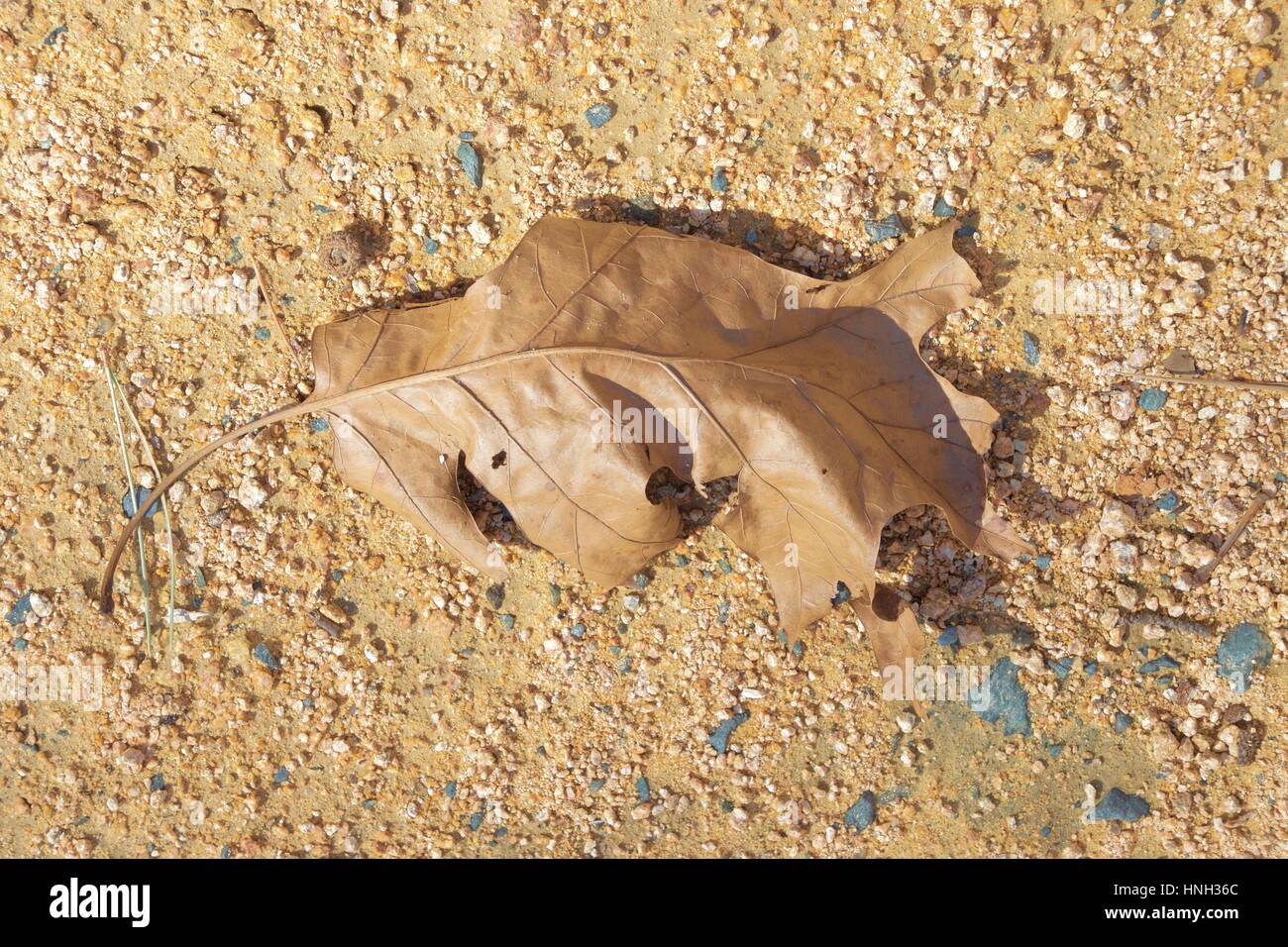 Marrone foglia di quercia su sfondo sporco Foto Stock