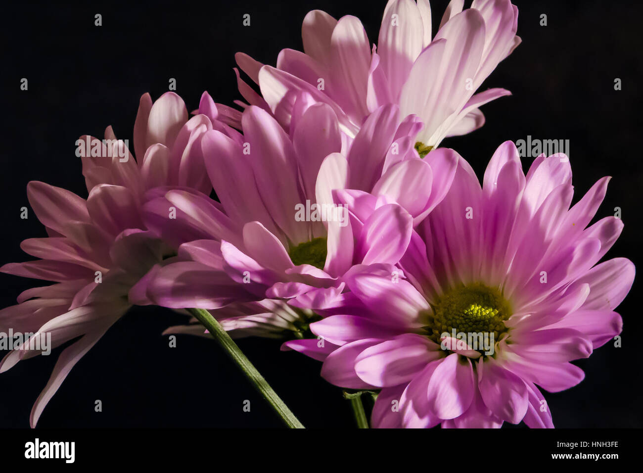 bouquet di fiori Foto Stock