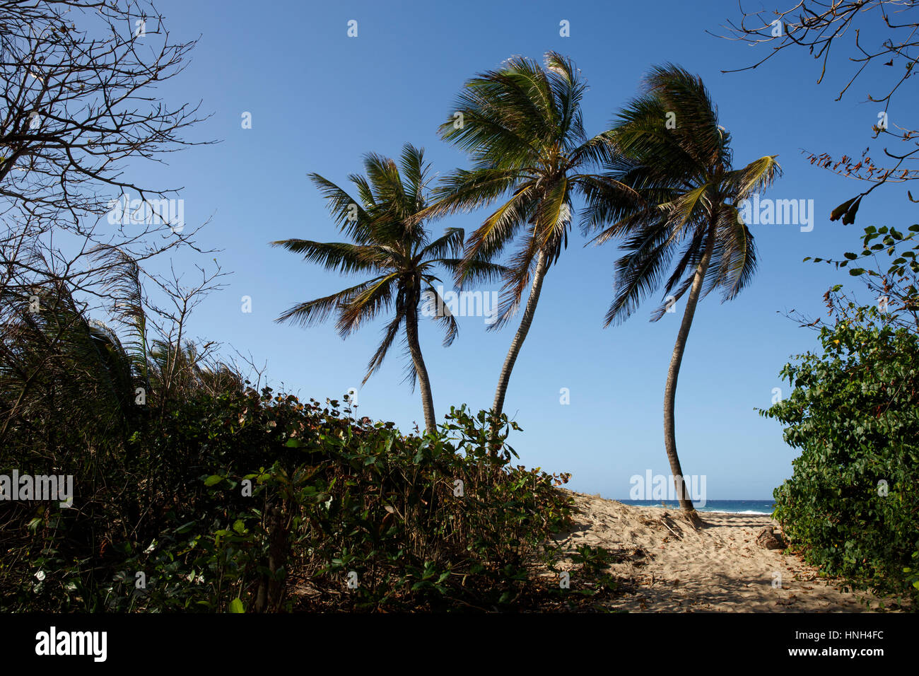 Tre alberi di palma su una spiaggia, Jobos, Puerto Rico Foto Stock