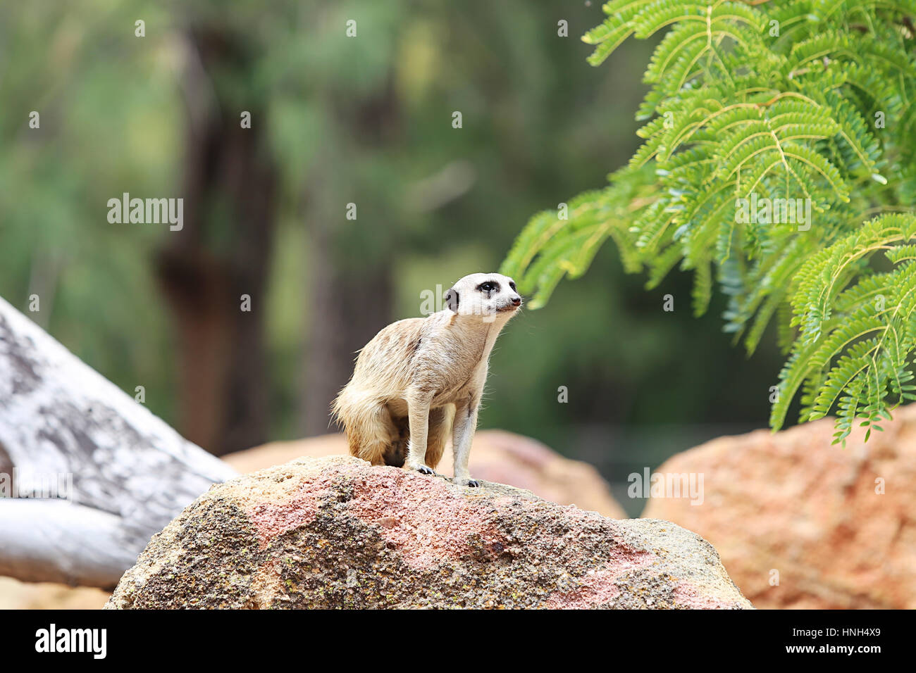 Meerkat da Taronga Western Plains Zoo a Dubbo. Questo zoo è stato aperto a 1977 e ora hanno più di 97 specie. Foto Stock