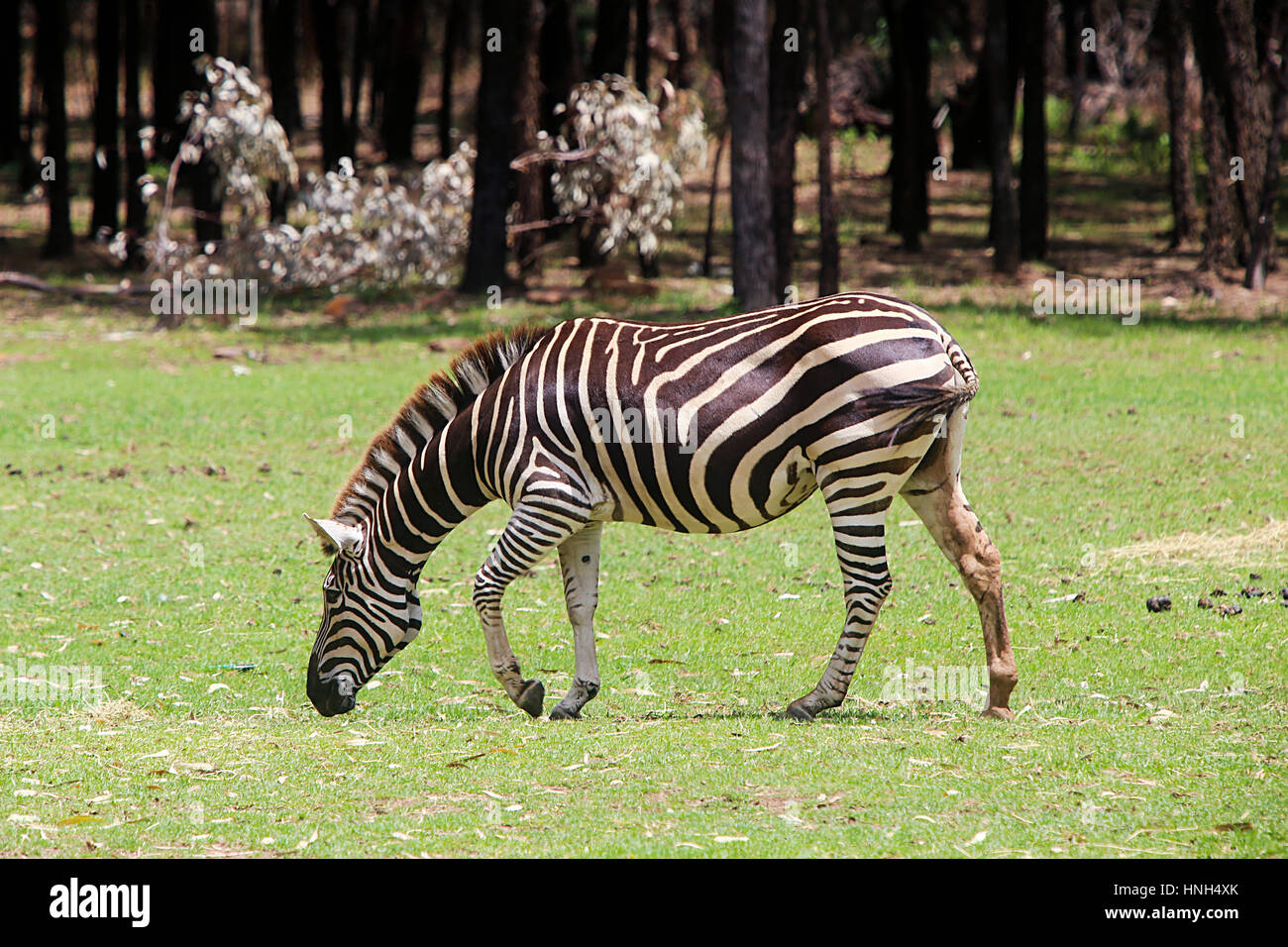 Le pianure zebra da Taronga Western Plains Zoo a Dubbo. Questo zoo è stato aperto a 1977 e ora hanno più di 97 specie. Foto Stock