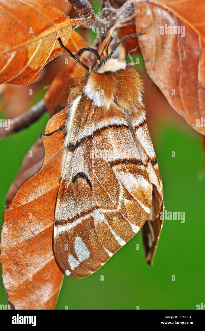 Kentish Gloria (Endromis versicolora) femmina Foto Stock