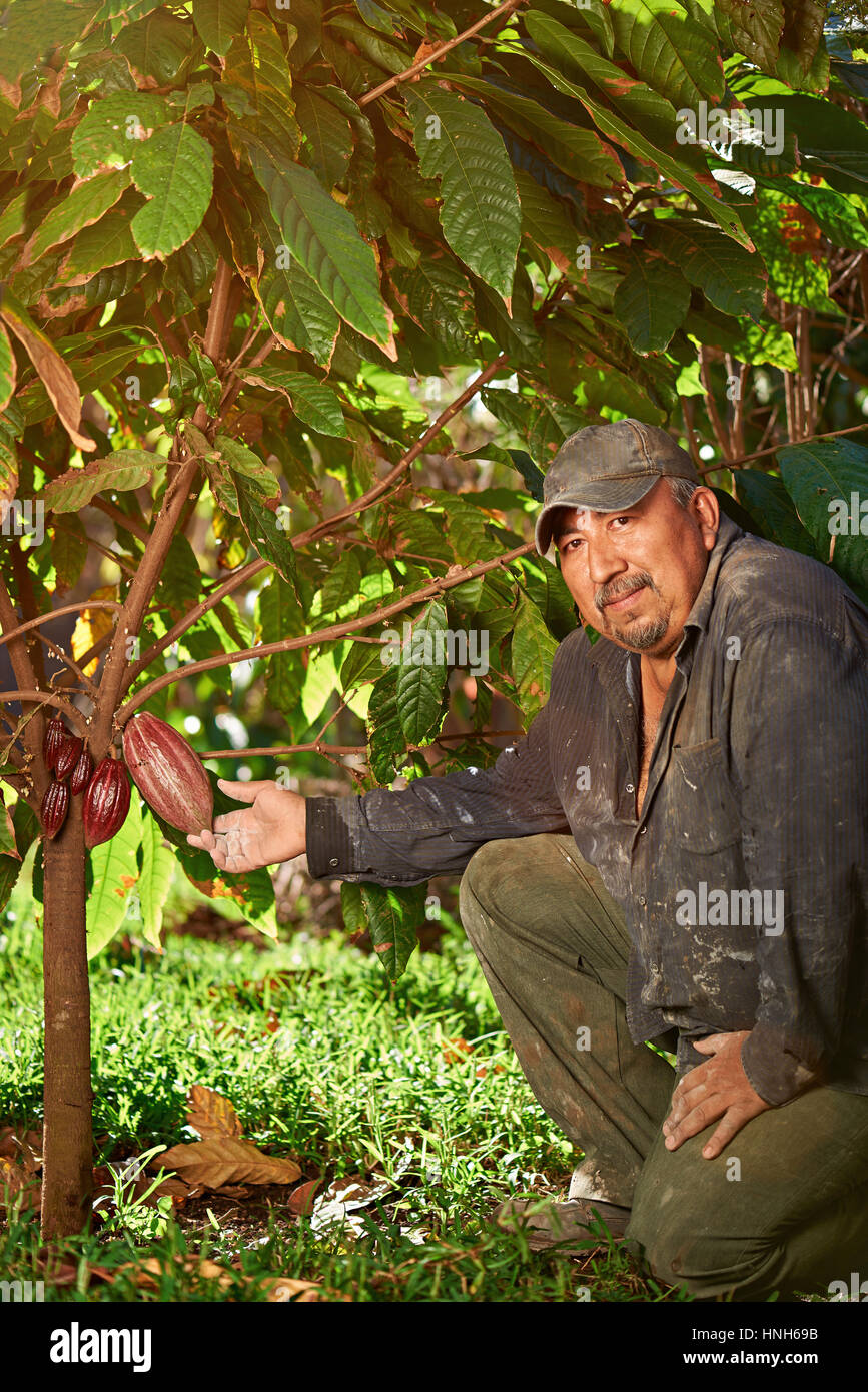 L'agricoltore ispanica holding pod di cacao su albero in latino america plantation Foto Stock