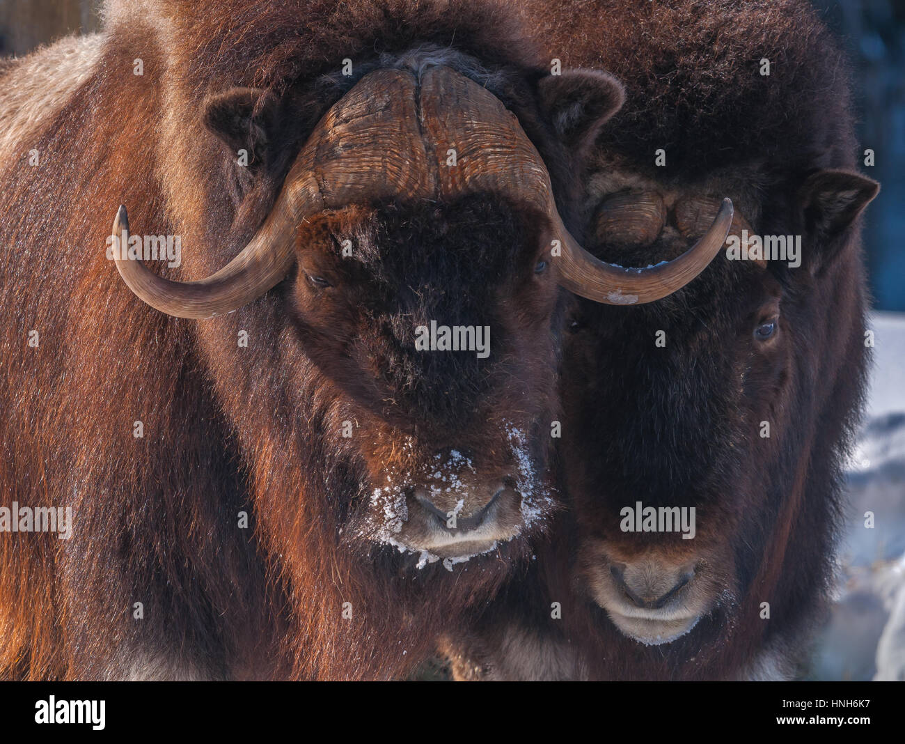 Testa Muskox close-up in inverno Foto Stock