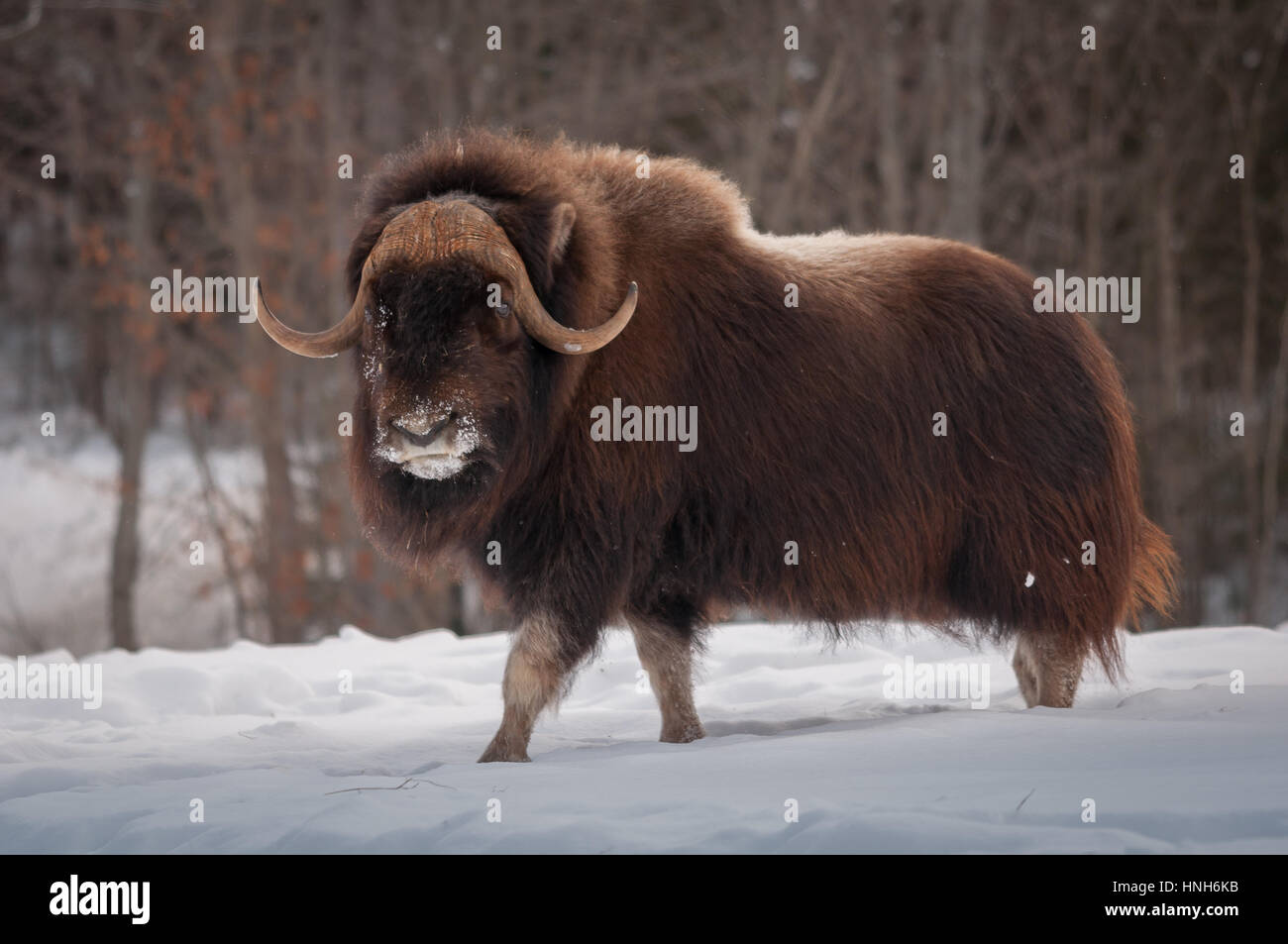 Muskox passeggiate nella neve in inverno Foto Stock