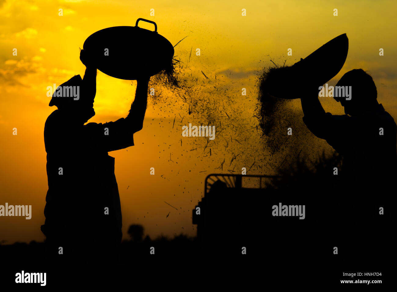 Gli uomini di spulatura risone durante la stagione di mietitura. La vita rurale si vede vicino Hubli. Silhouette di uomini di lavoro durante il tramonto. Foto Stock
