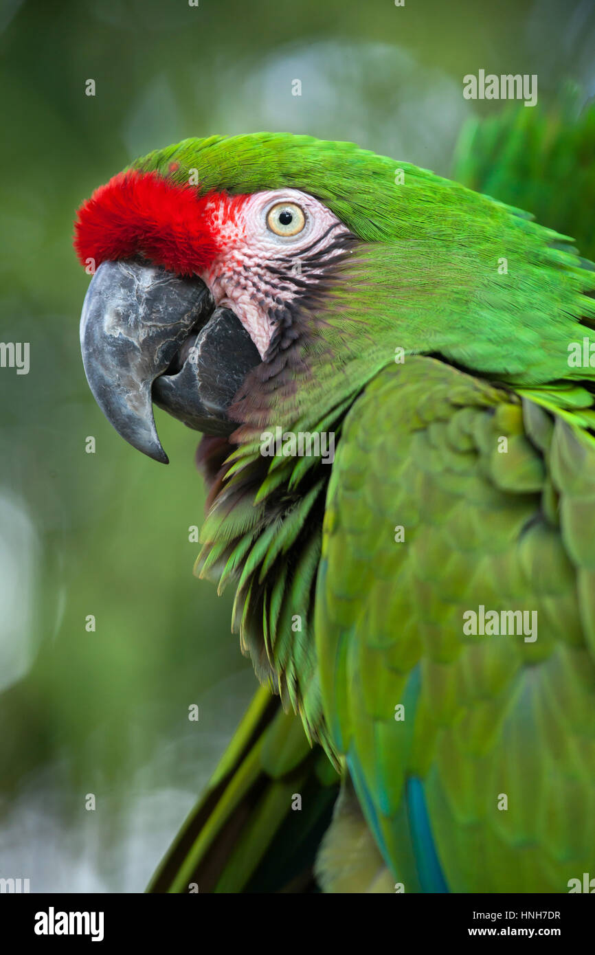 Militare verde macaw (Ara militaris). Foto Stock