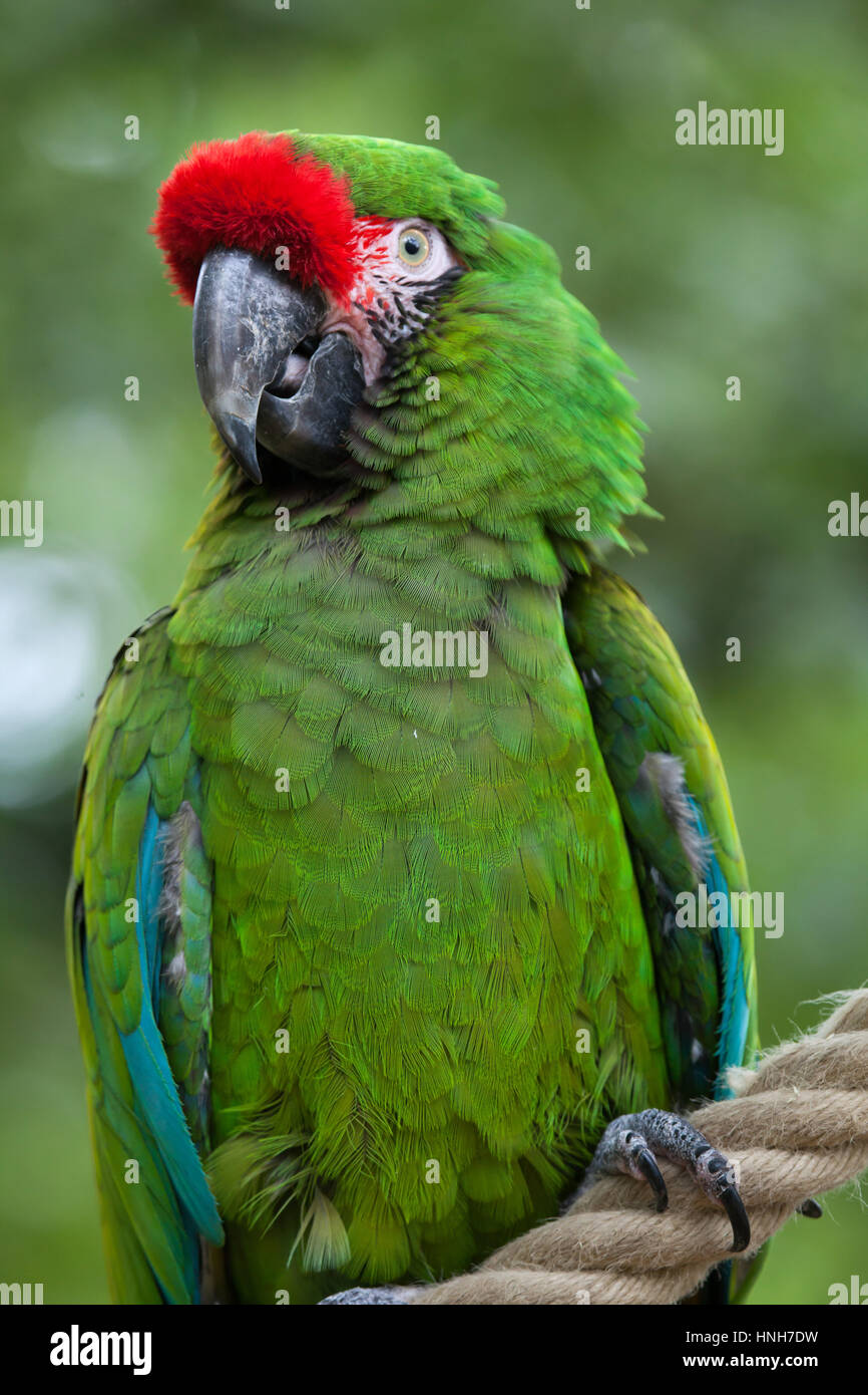 Militare verde macaw (Ara militaris). Foto Stock