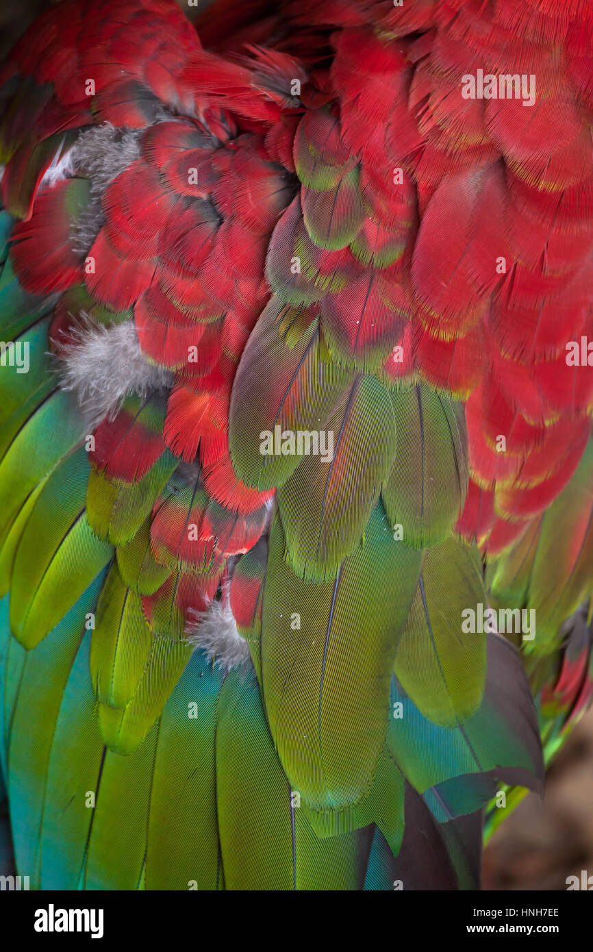 Verde-winged macaw (Ara chloropterus), noto anche come il rosso e il verde macaw. Piumaggio texture. Foto Stock