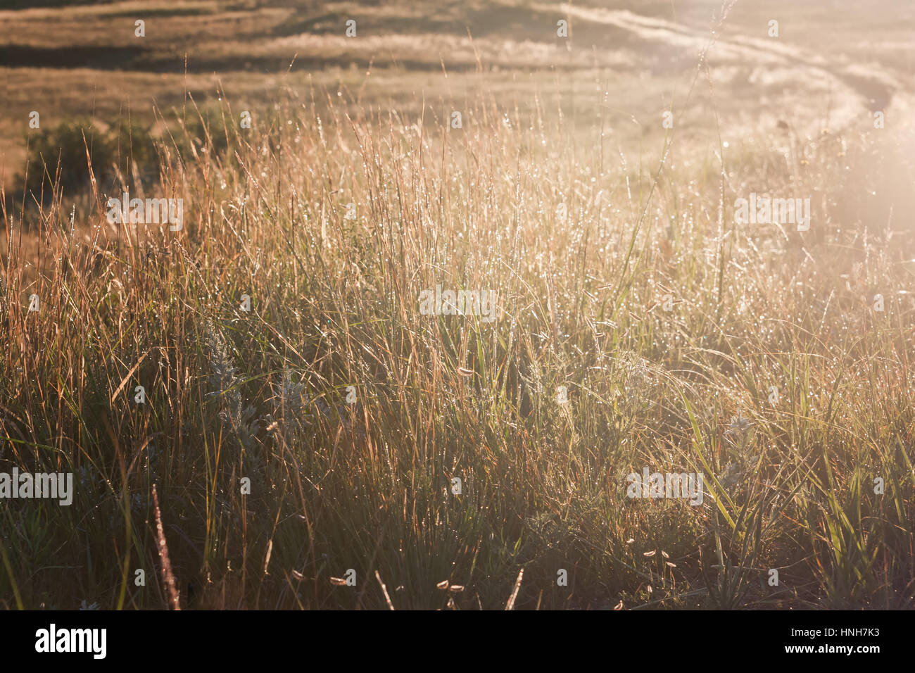 Il sunshines illumina il campo di erba la mattina con dewdrops Foto Stock