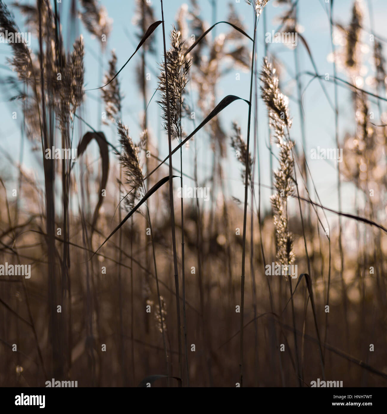 Golden spica erba al tramonto con raggi di sole e bokeh di fondo sul cielo azzurro sfondo in autunno, Russia Foto Stock