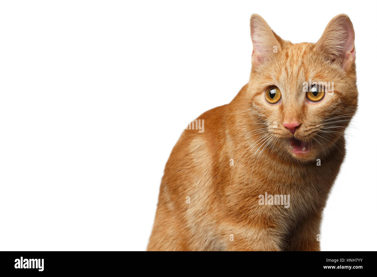 Ritratto di zenzero Cat sorpresi a bocca aperta isolata su sfondo bianco, vista frontale Foto Stock