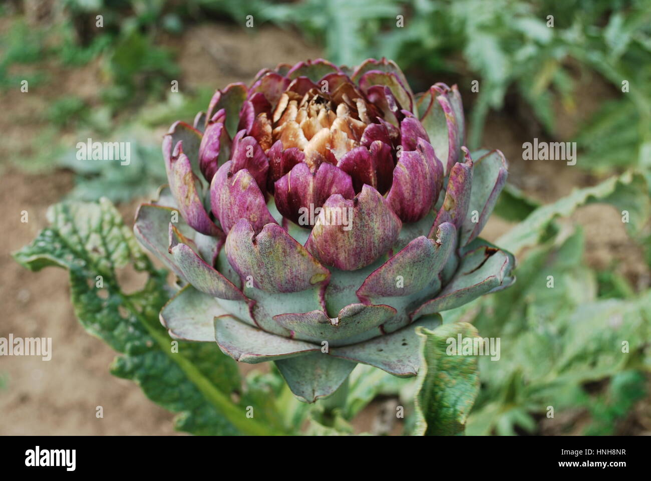 Carciofi (bud) crescente sul campo. Agricoltura in Francia. Foto Stock