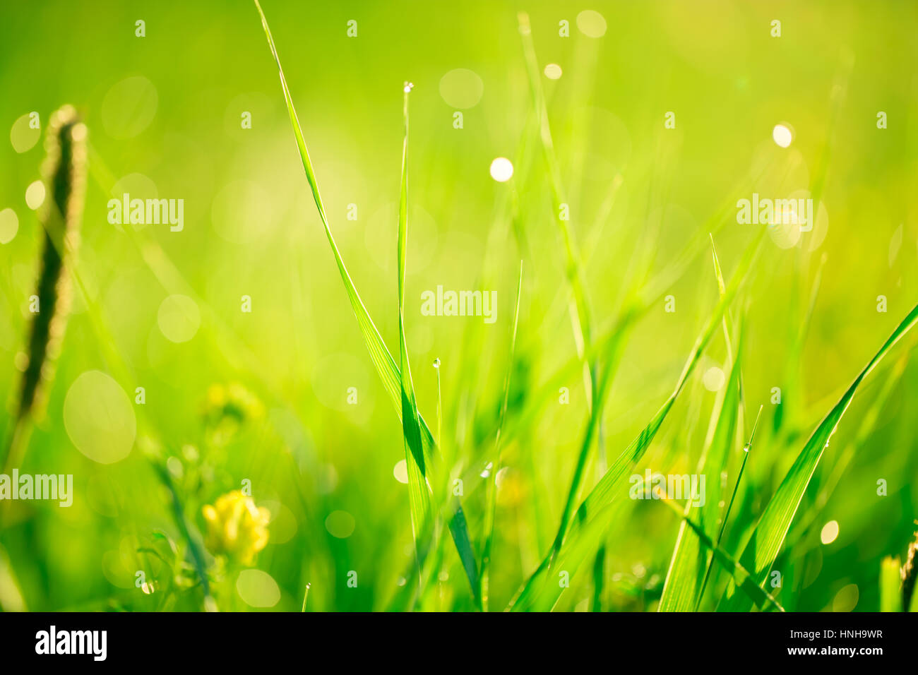 Paesaggio di mattina sunrise nel prato, sull'erba e fiori delle gocce di rugiada. L'idea dello sfondo della Giornata della madre, 8 marzo e del mondo e Foto Stock