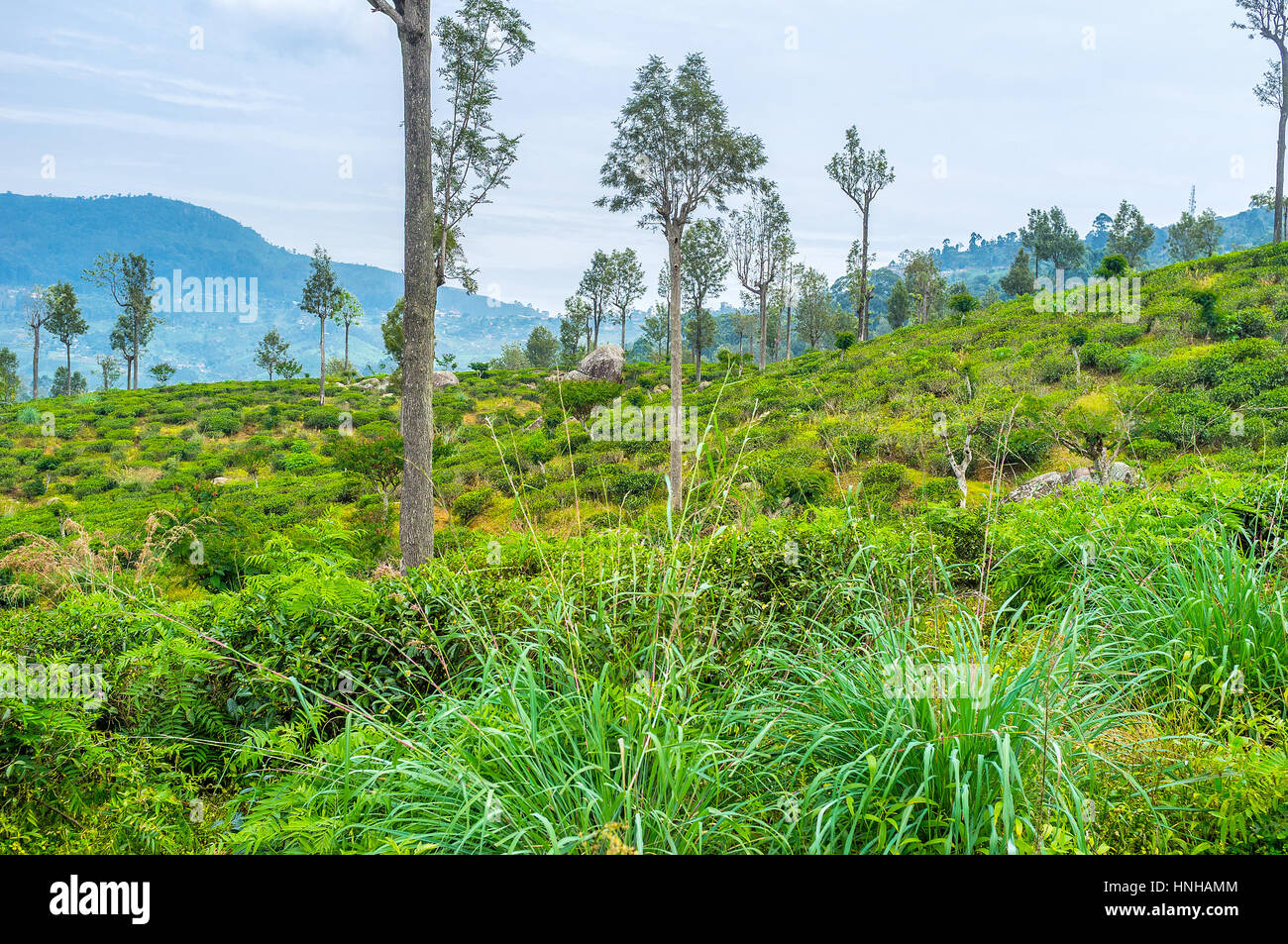 Il principale luogo di lavoro della popolazione locale sono le piantagioni di tè, che si trova nelle Highlands di Sri Lanka, Haputale. Foto Stock