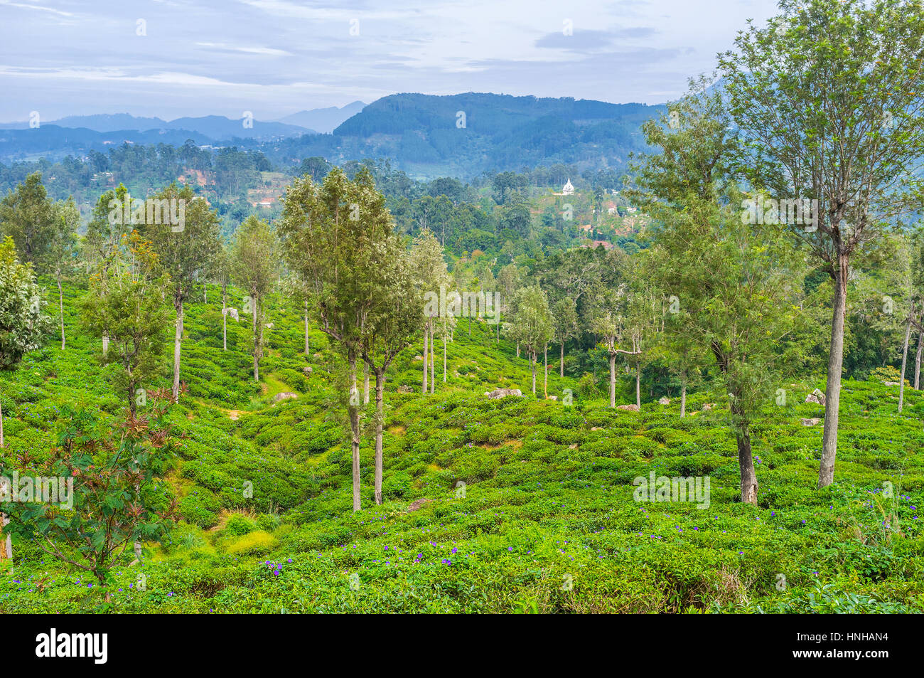 La vista sul bellissimo paesaggio di piantagioni di tè di Sri Lanka, Haputale. Foto Stock