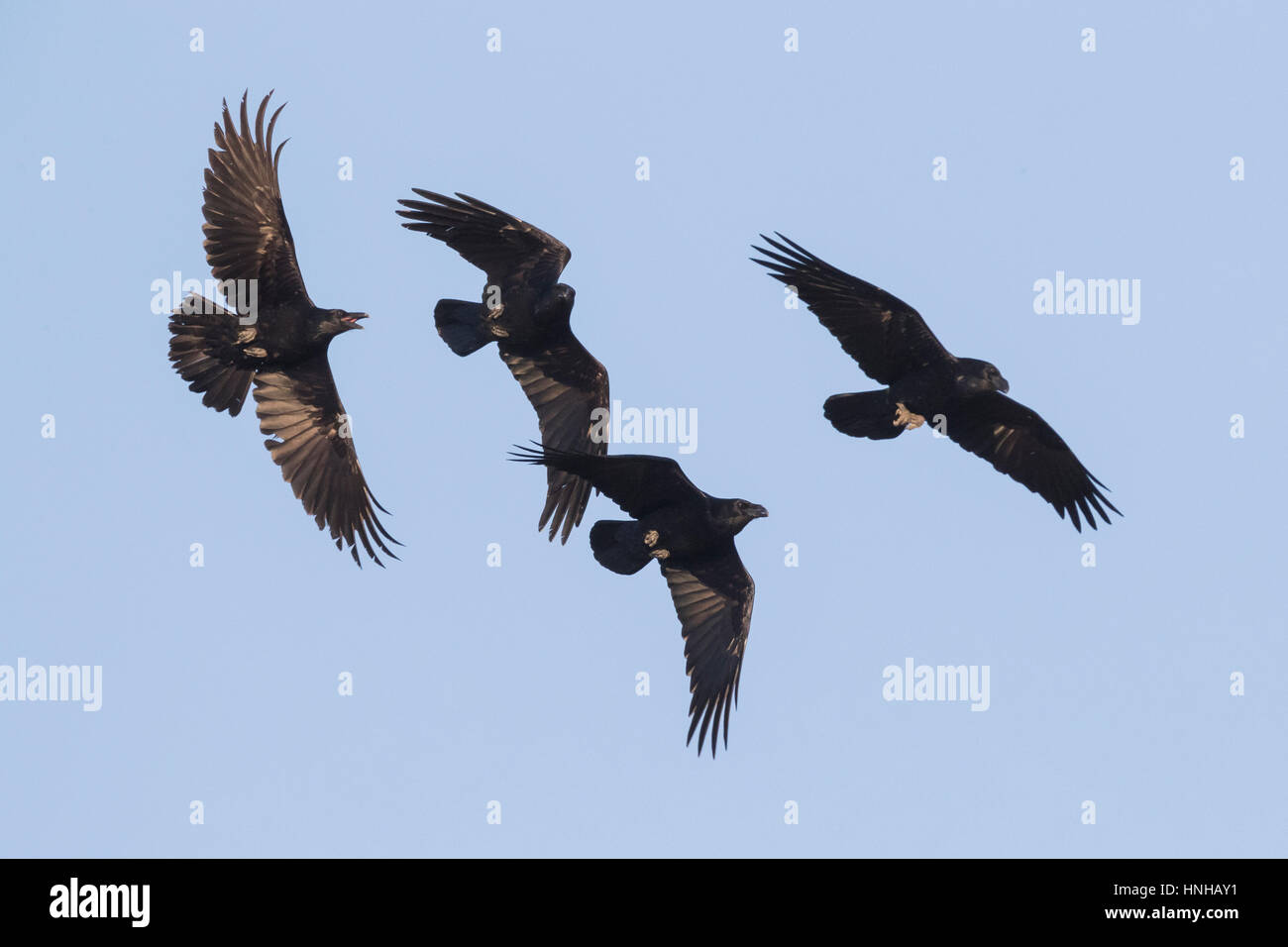 Raven (Corvux corax hispanus), gregge in volo Foto Stock