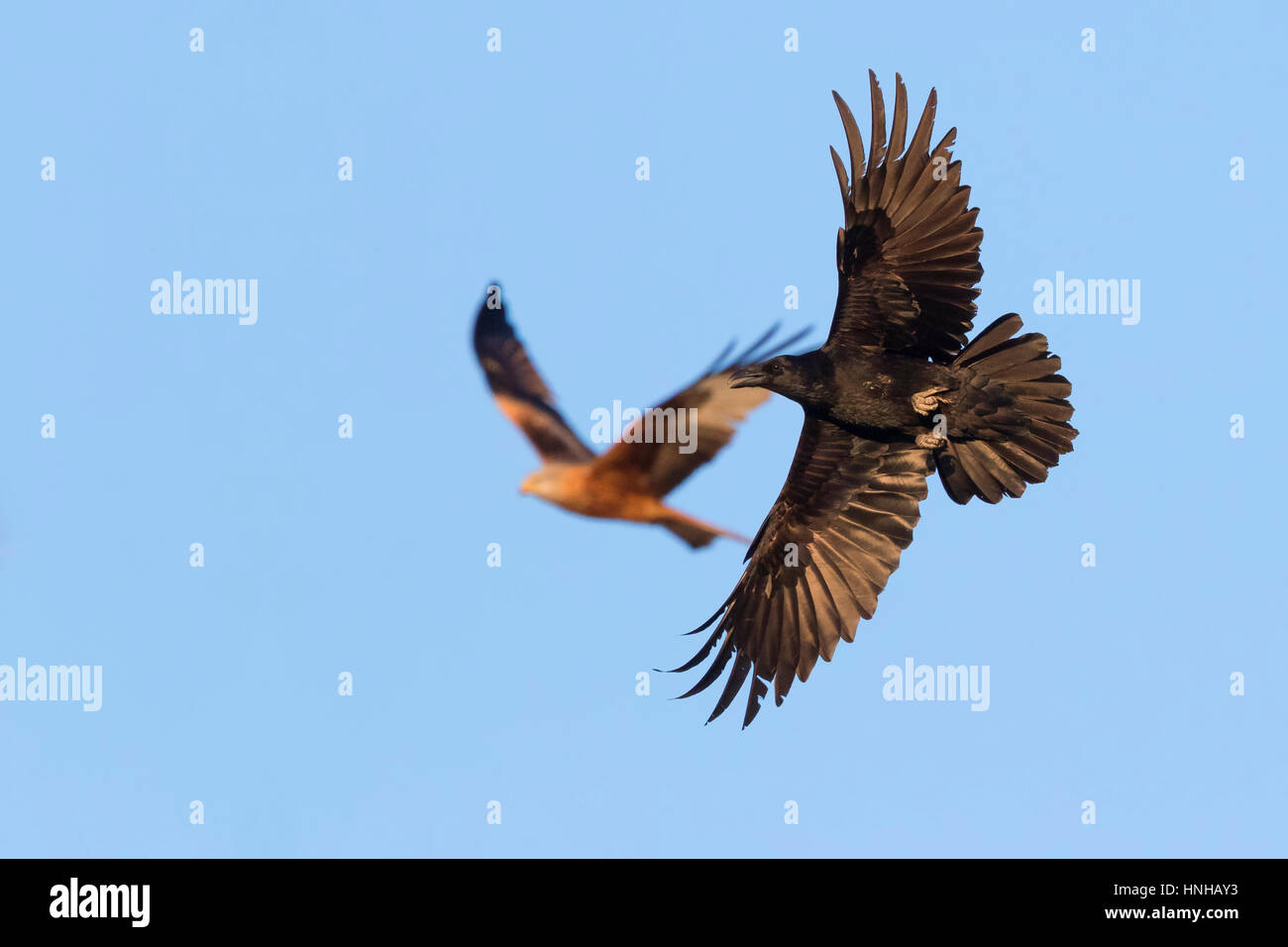 Raven (Corvux corax hispanus), il singolo individuo in volo Foto Stock