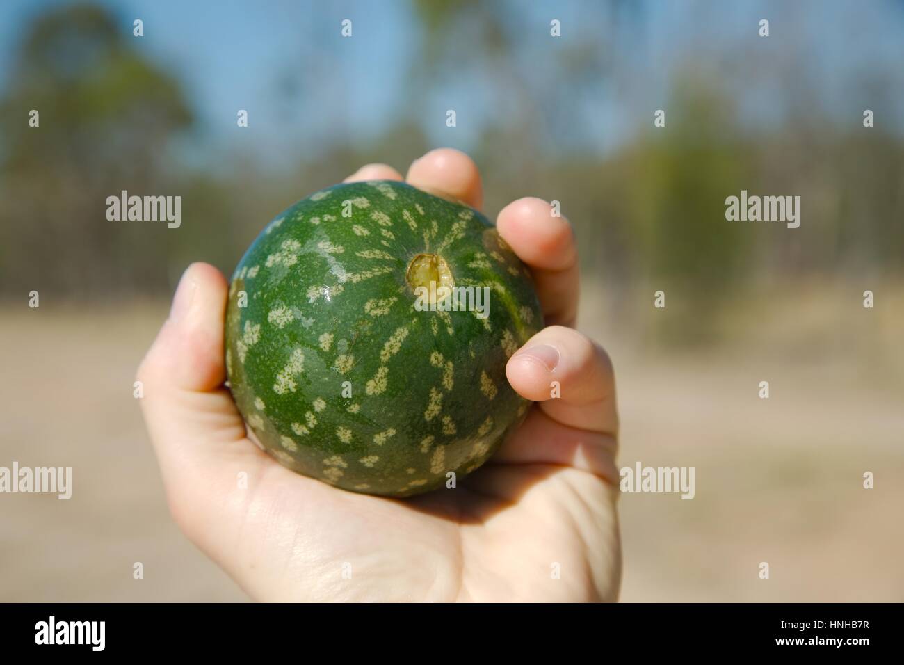 Piccola frutta cocomero Foto Stock