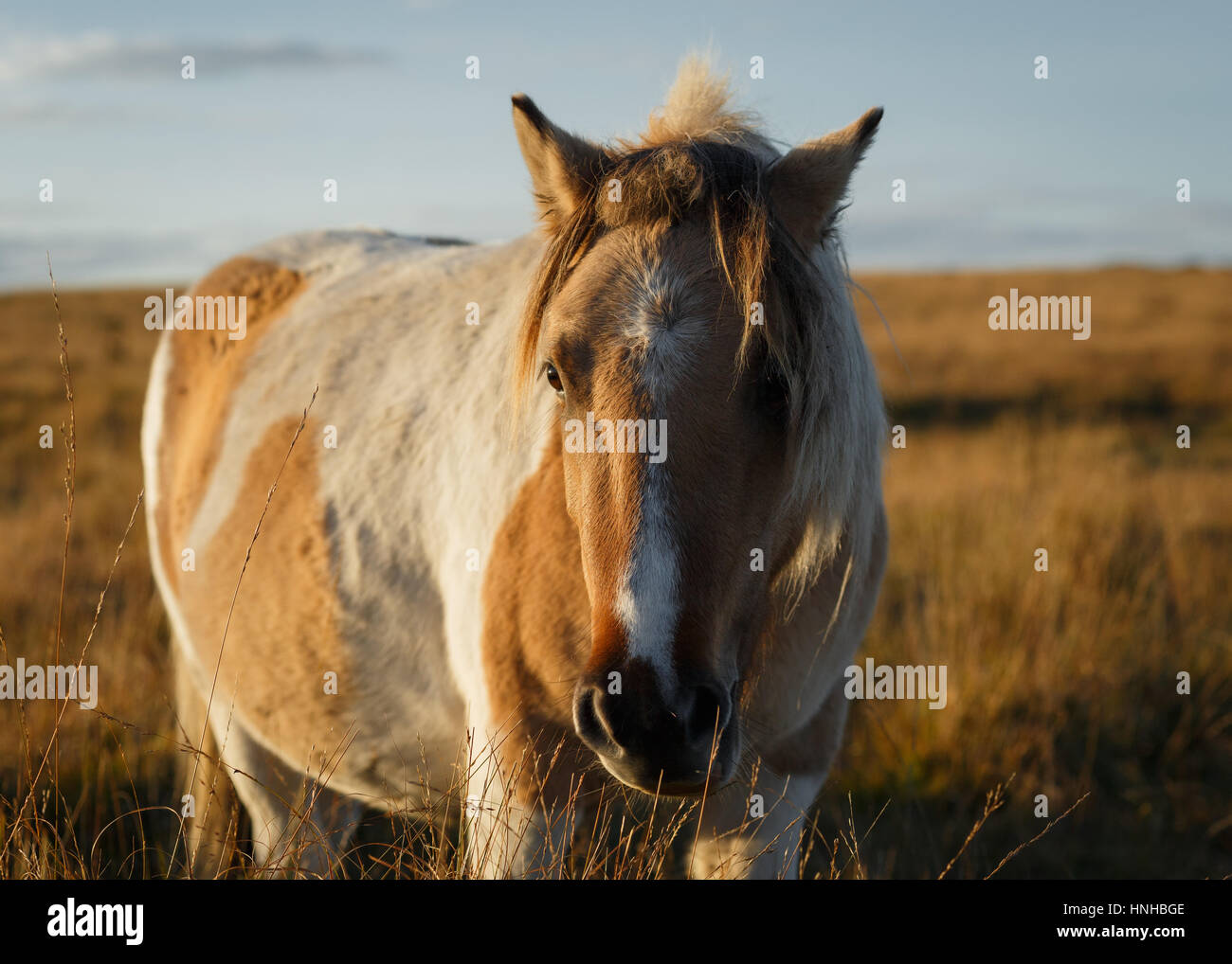 Dartmoor Pony Foto Stock