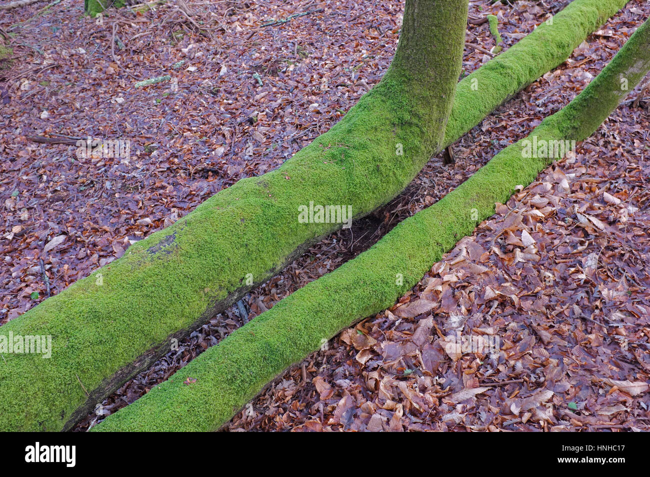Moss che cresce su un albero caduto. Foto Stock