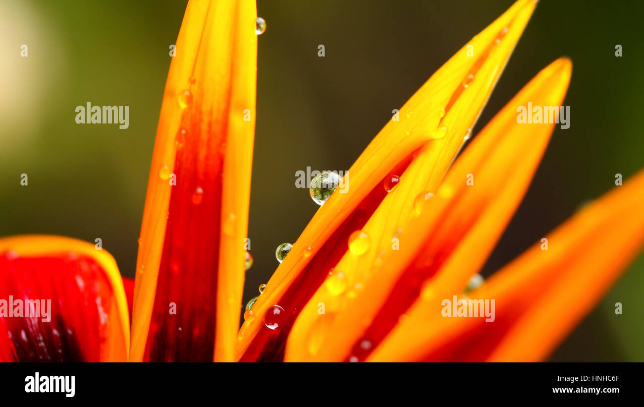 Closeup colorati petali di bagnato Foto Stock