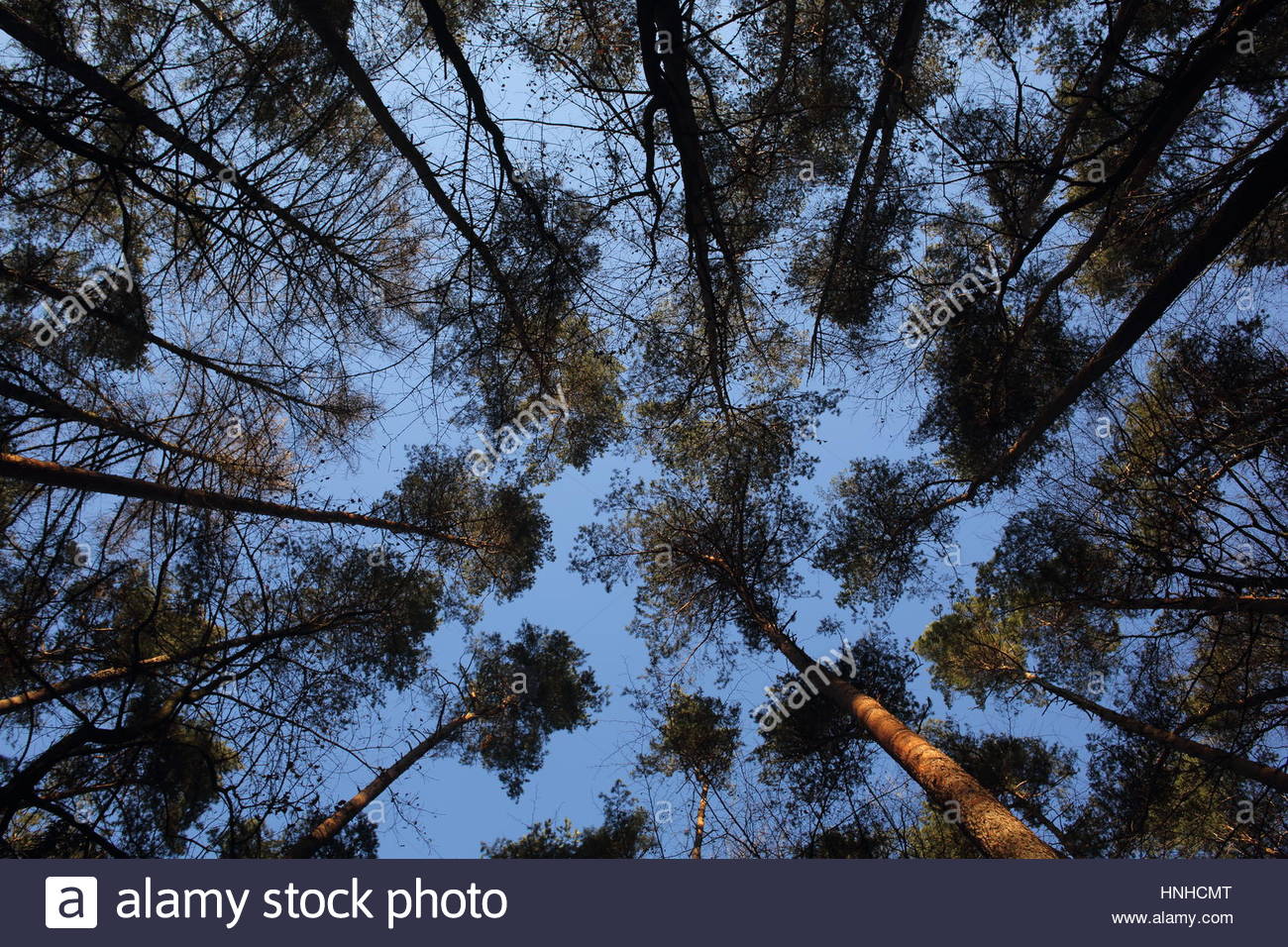 Treetops al tramonto e tronchi d albero racing verso l'alto in una foresta in Germania Foto Stock