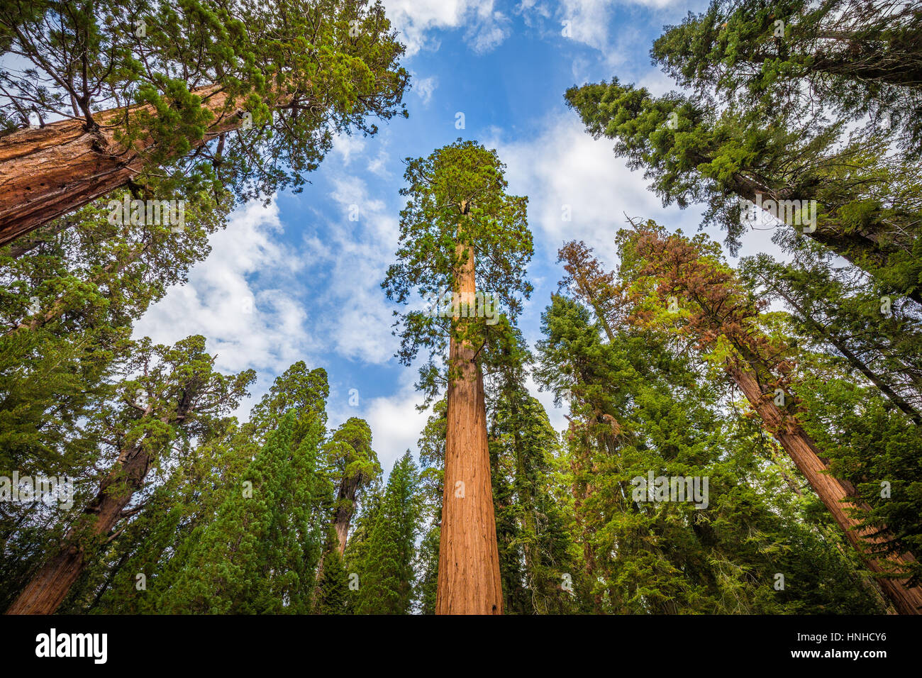 Classic ampio angolo di vista del famoso sequoia gigante alberi, noto anche come giant redwoods o Sierra redwoods, su una bella giornata in estate, il Sequoia NP, STATI UNITI D'AMERICA Foto Stock