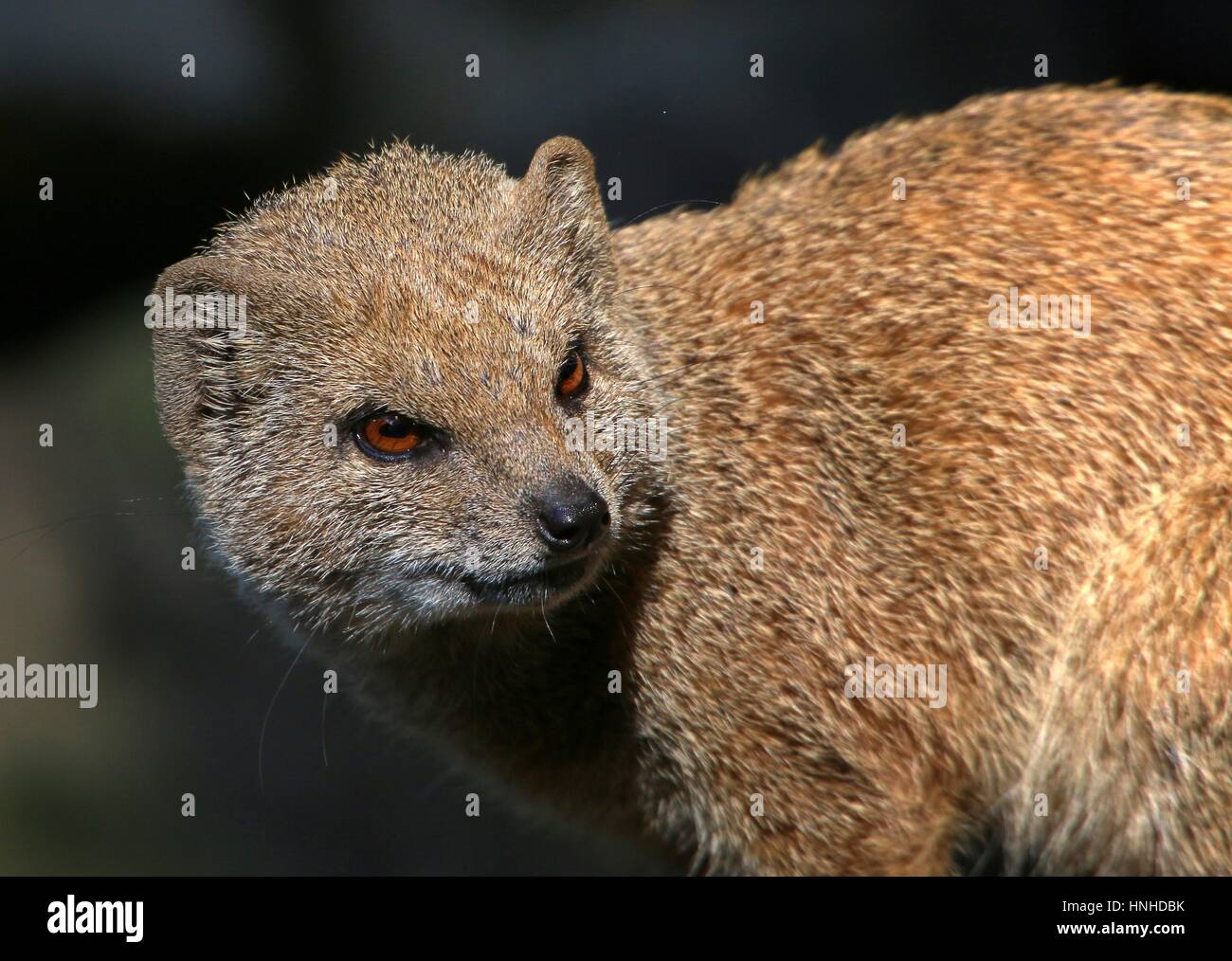 Primo piano della testa di un sudafricano giallo (mongoose Cynictis penicillata) a.k.a. Meerkat rosso Foto Stock