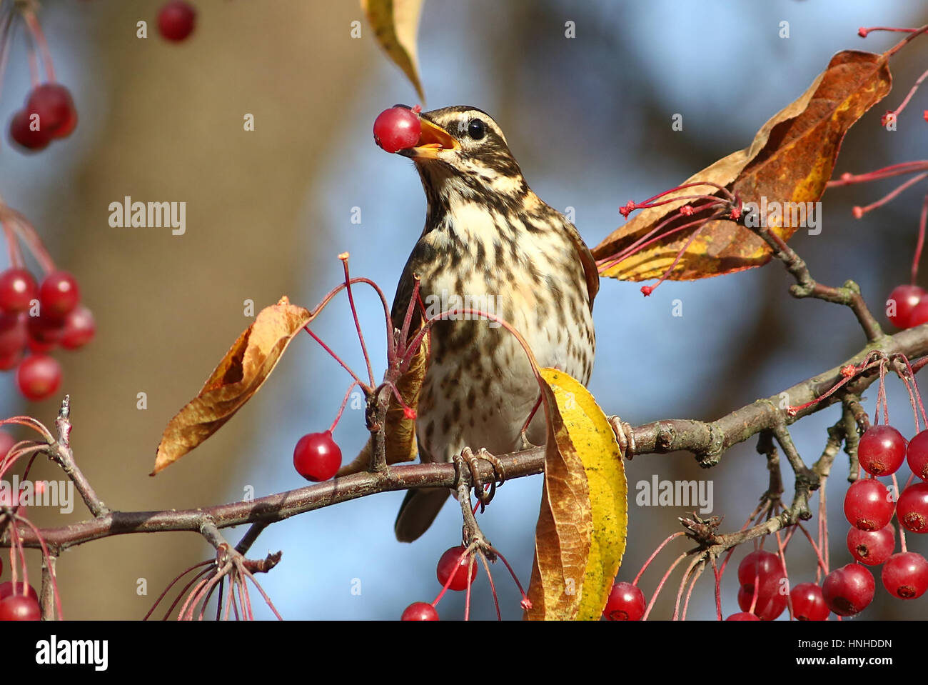 Redwing europea (Turdus iliacus) alimentazione su bacche in inverno, Foto Stock