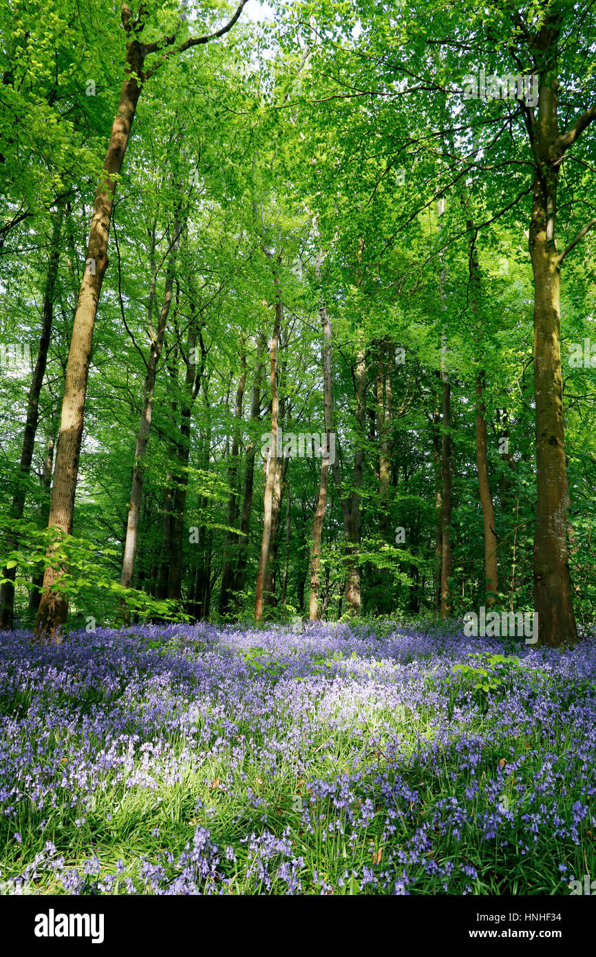 Bluebell legno a Portglenone, Irlanda del Nord con pezzata dalla luce del sole che splende attraverso gli alberi Foto Stock