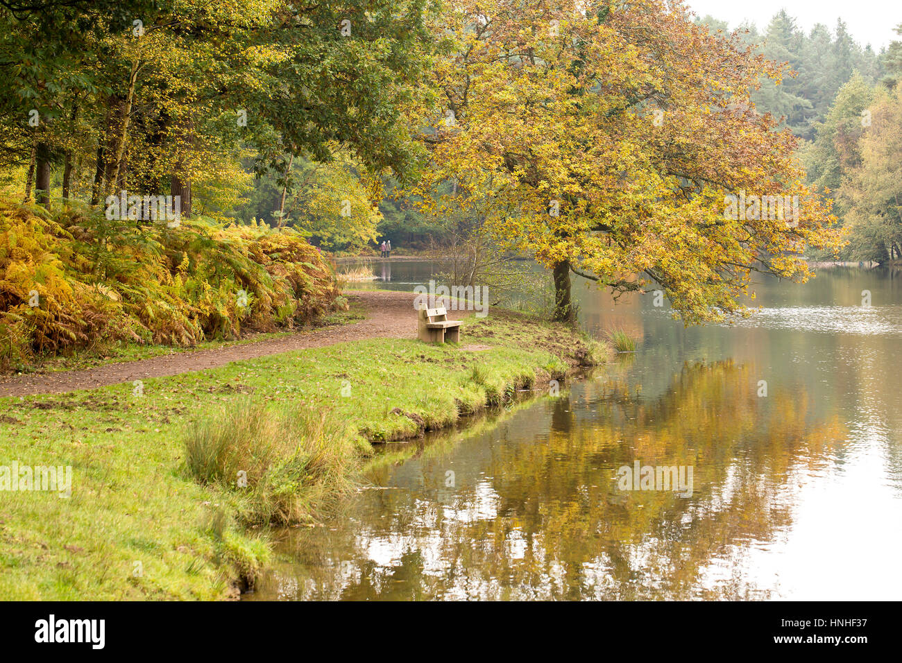 Germani reali Pike Lago. Nella Foresta di Dean in inglese e gallese confini vi è un pubblico terra ricreative attorno ad un piccolo lago. Criss Crossed con Foto Stock