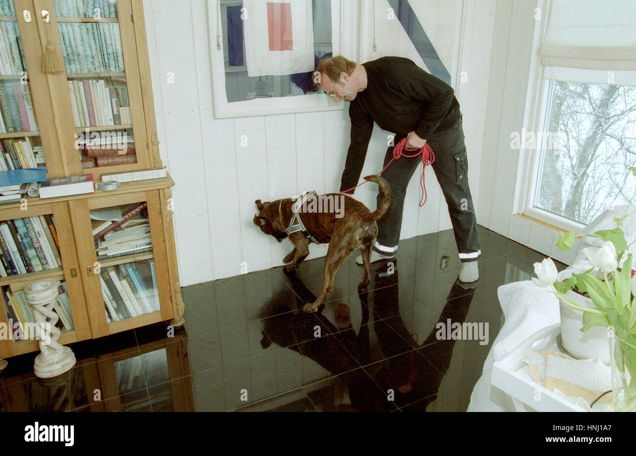 SNIFFER DOG cercando stampo in un homer 2010 dopo moister danni in una tranquilla casa nuova Foto Stock