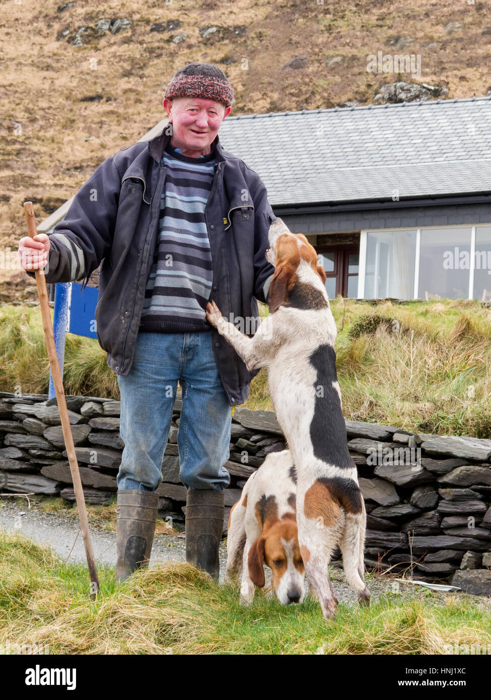 Irish Farmer con cani da caccia, Valentia Island, nella contea di Kerry Foto Stock