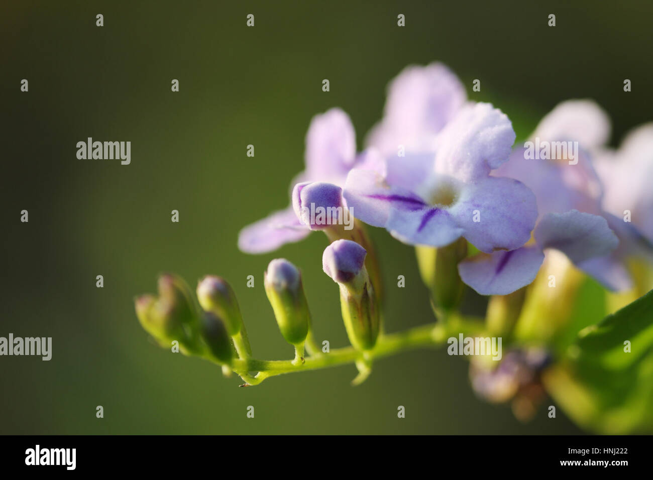 Fiori di Golden dewdrop. Foto Stock