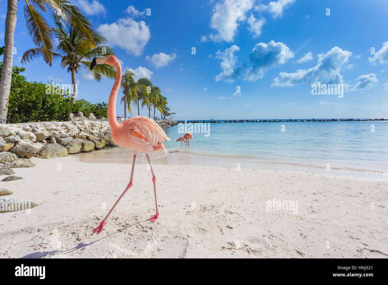 Fenicotteri rosa sulla spiaggia di Aruba. Flamingo Beach Foto Stock