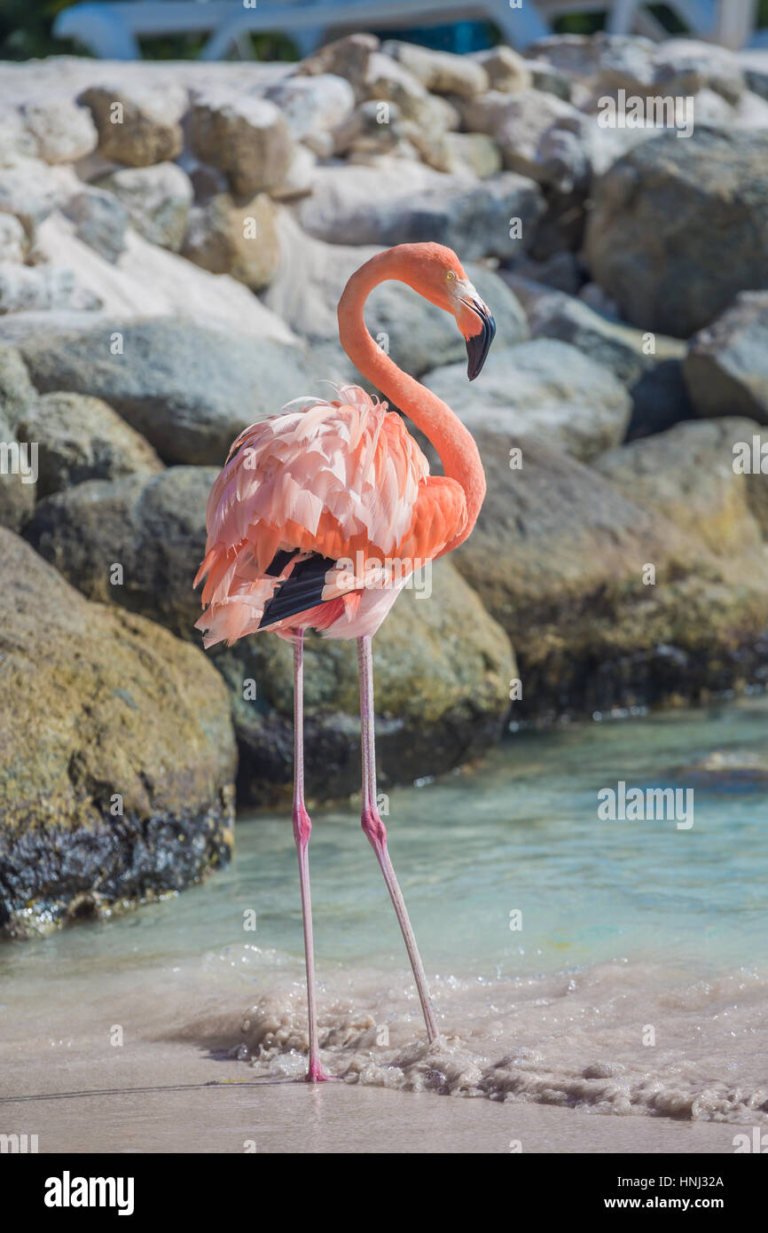 Fenicotteri rosa sulla spiaggia di Aruba. Flamingo Beach Foto Stock