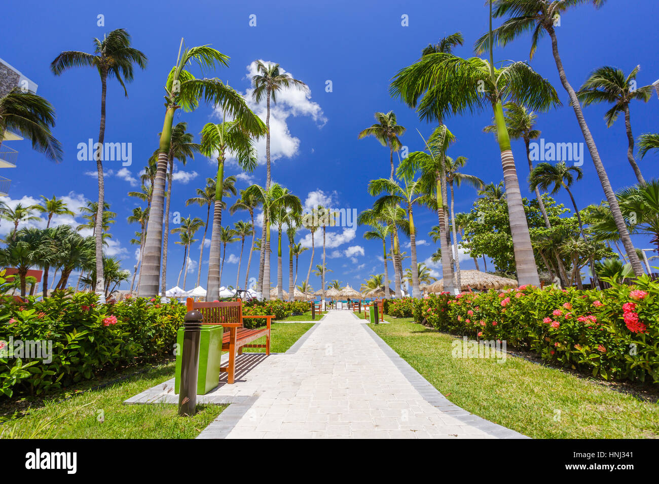 Percorso a piedi con palme spiaggia tropicale di Aruba Foto Stock