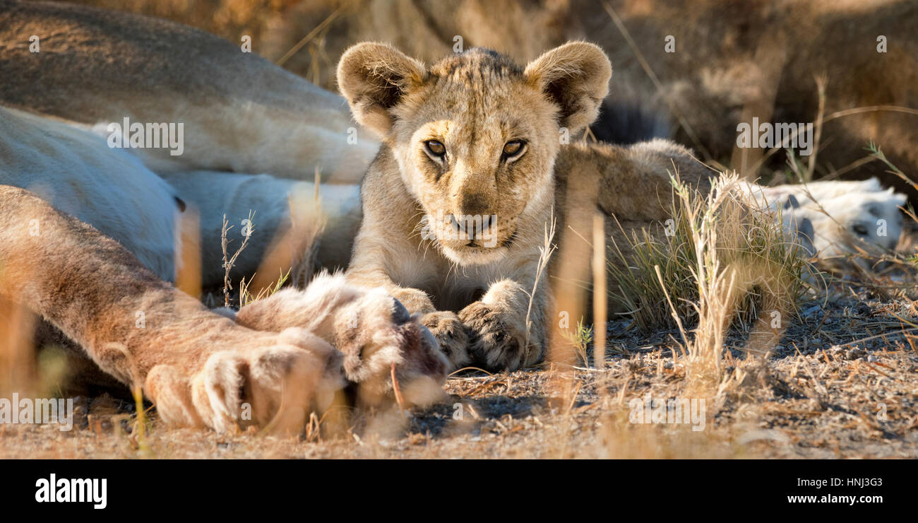 Wild LION CUB in appoggio con l'orgoglio, guardando verso la telecamera in Etosha, Namibia. Foto Stock