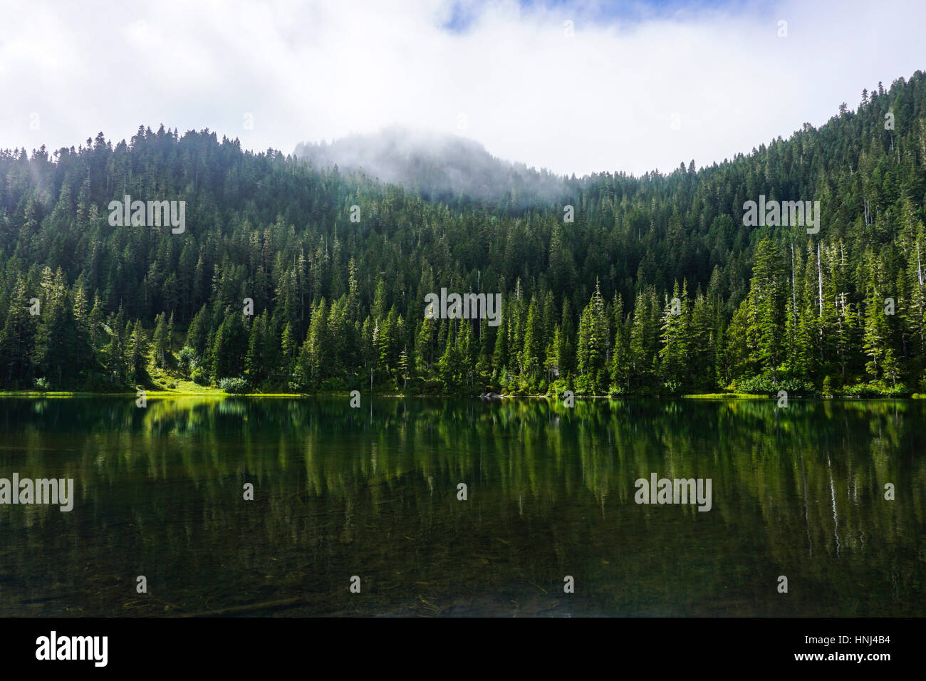 Alberi riflettendo sul lago calmo nella foresta Foto Stock