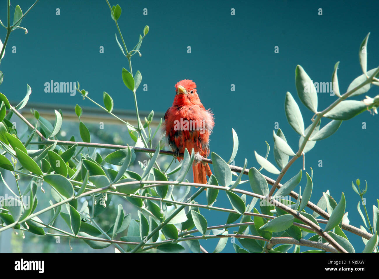 Uccello Rosso su una struttura ad albero Foto Stock