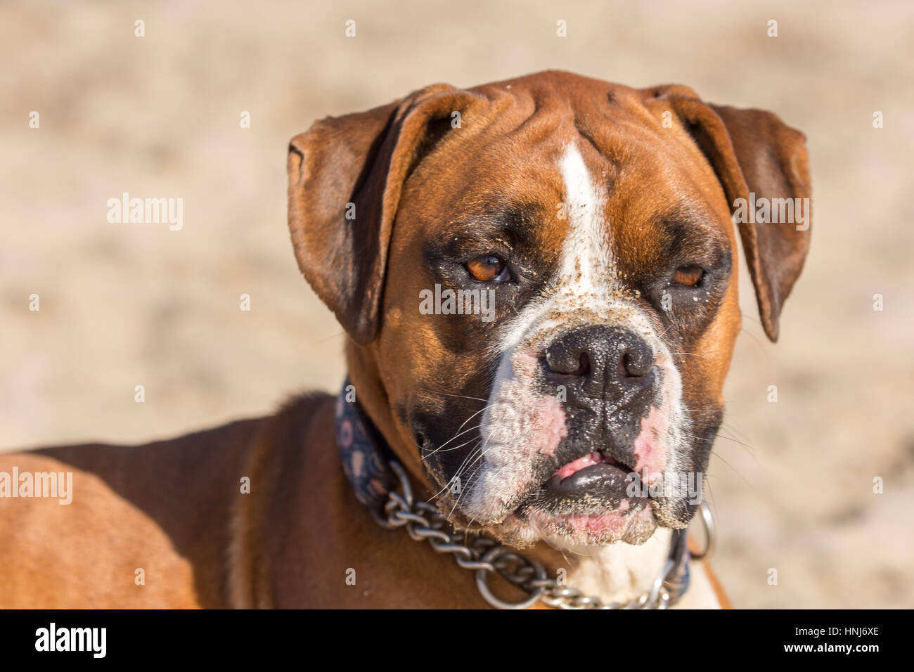 Fawn Brindle boxer tedesche Headshot Foto Stock