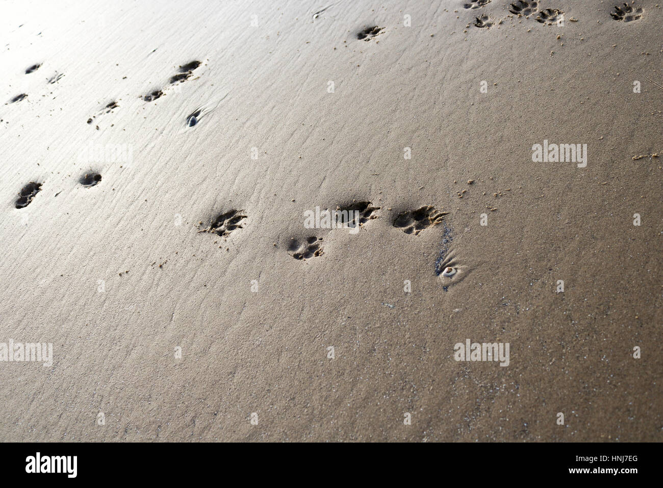 Impronte sulla spiaggia. Foto Stock