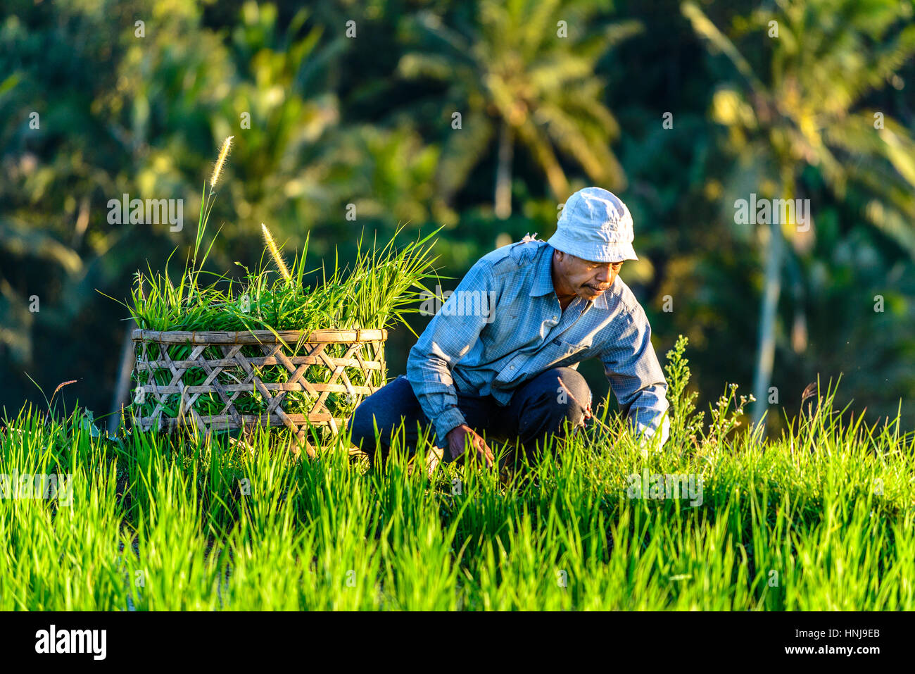 JATILUWIH, Bali, Indonesia - 06 settembre 2014: l'agricoltore balinese raccolta le famose terrazze di riso Jatiluwih, patrimonio mondiale dell UNESCO Foto Stock