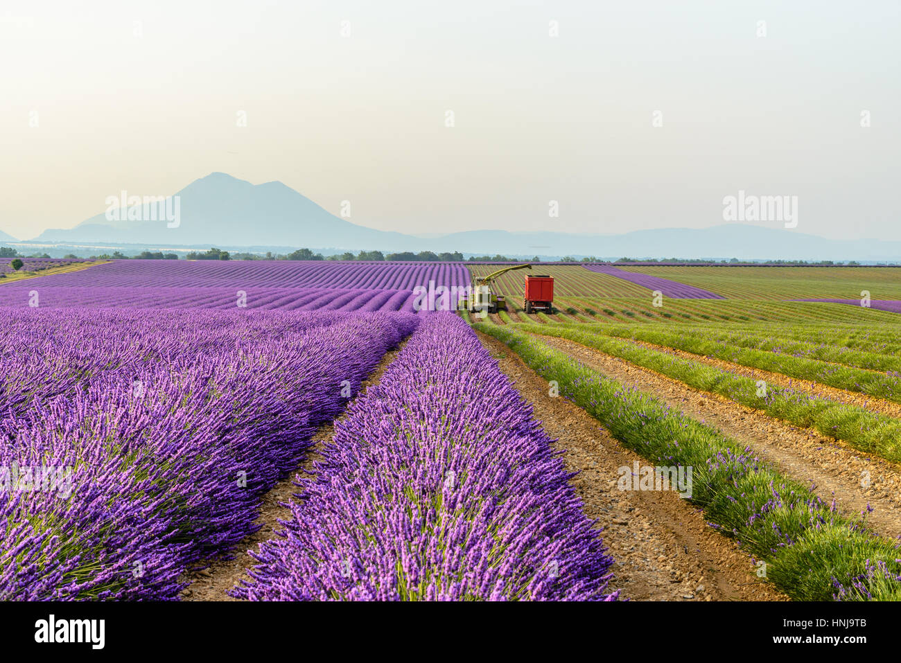 La raccolta di campo di lavanda intorno Valensole, Provenza Foto Stock