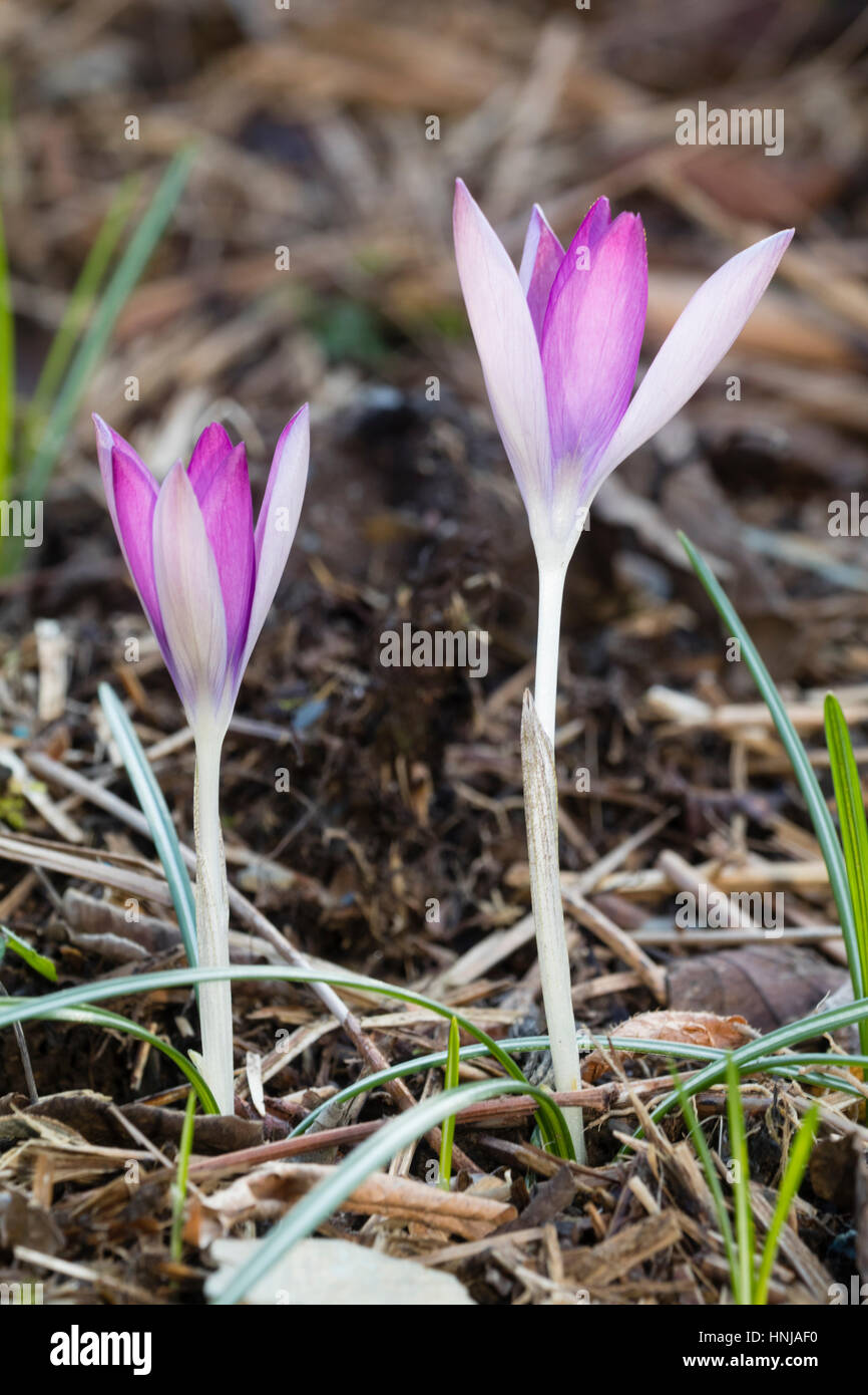 Rosa e Bianco forma fiore della fioritura precoce crocus nana, Crocus tommasinianus var. roseus Foto Stock