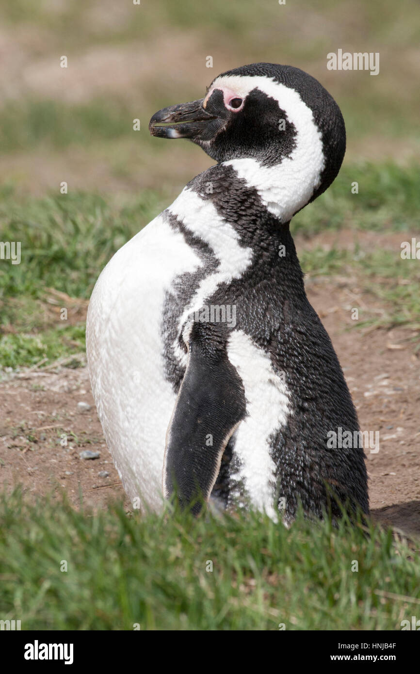 Pinguino magellanico alla colonia di seno Otway in Patagonia, Cile Foto Stock