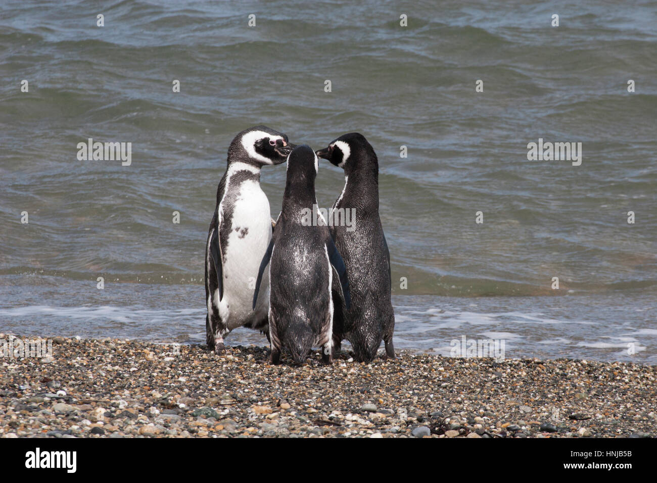 Il pinguino Magellanico si trova sulla riva del mare, presso la colonia di seno Otway in Patagonia, Cile Foto Stock