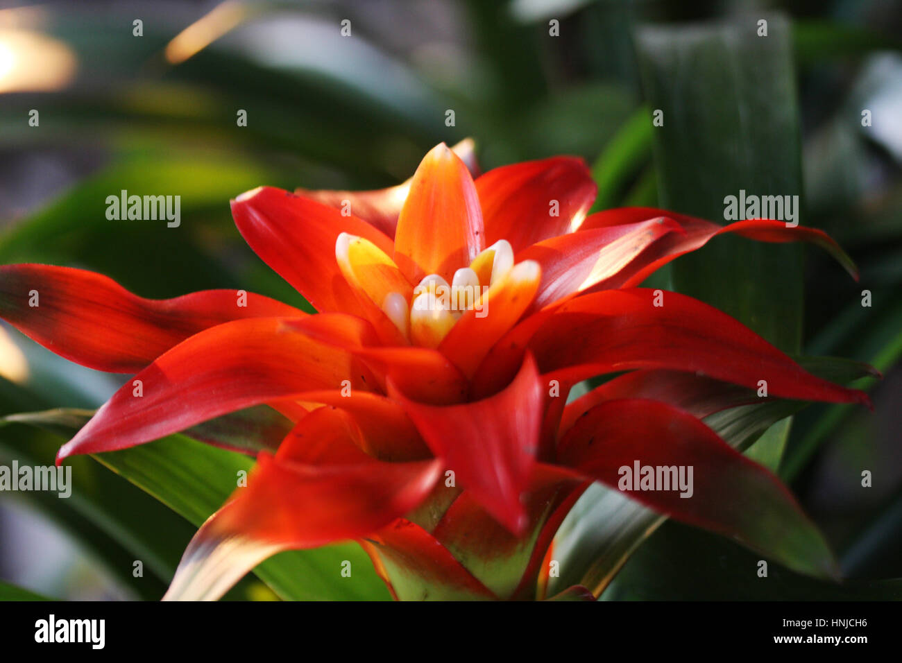 Bromeliad di Guzmania sp. è un membro di monocotiledone piante fiorite. Foto Stock